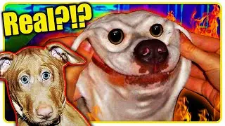 These Dogs CANT be Real!!!