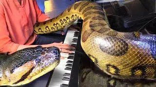 GIANT ANACONDA Wraps around Grand Piano, Listens to Music!