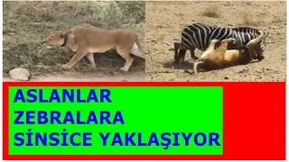 ASLAN AVINA SİNSİCE YAKLAŞIYOR!