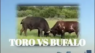 Pelea búfalo vs toro.