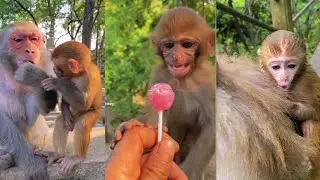 Monkey Baby Video🙉🙉🙈