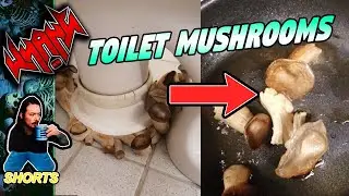 4chan Toilet Mushrooms - Internet 