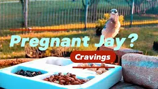What Will This Blue Jay Eat?