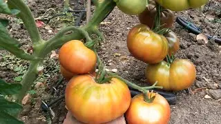 如何在粘土土壤上成功种植蔬菜？5年粘土种植经验分享！（USDA Hardiness Zone 10A）