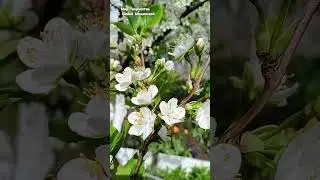 Веточка яблони из холодного фарфора с живой натурой