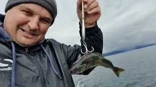 Norway 2024 Sebastian CHomentowski on the road / fishing in the fjords, cod, coalfish, halibut