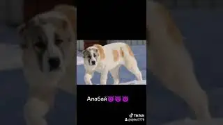 Алабай топ