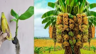 Reaction video best How to grow bananas plants