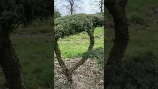 Juniperus virginiana 'Hetz'