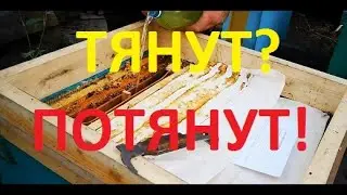 Тянут ли пчелы вощину  с подкормкой?