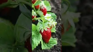 Что самое важное сделать садоводу?