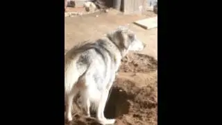 Яма