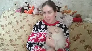 Как узнать будущий вес щенка шпица ?
