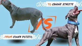 How I Transformed my Fat Staffy Into an True Athlete