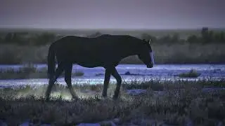 КОНЬ  - Ансамбль РЭТРА-Ф