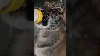 cute baby tiger😍