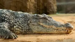 Crocodile about  information | Crocodile about knowledge