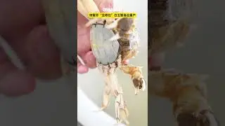 White rare crab on the tongues of gourmet chefs