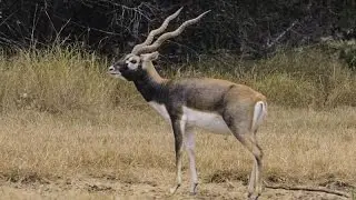 TBHVJ 15 - Jak'd Up Black Buck (WARNING: Graphic Kill Shot)