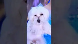 Cute Royal Puppy 