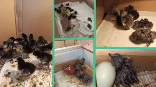 Вывод цыплят маранов и оливэггеров в инкубаторе!