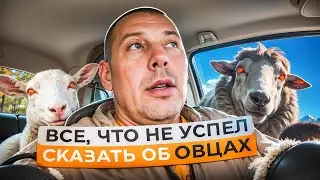 Покупка романовской породы овец...НЕДОСКАЗАННОЕ🐑📚 