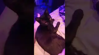 Mylo the cat chewing on a thing #shorts #cat #cats #cute