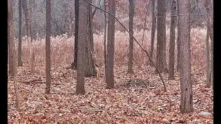 MICHIGAN Deer Hunting 2019( FIRST TIME Muzzleloader Hunting)