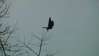 Common Kestrel Jumps off Tree and Starts Hovering