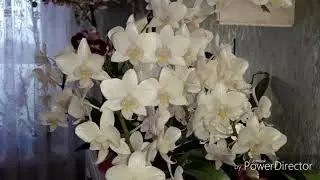 Чудесное цветение фаленопсиса.Софт Клоуд.По запросу подписчиков😉