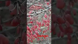 📹 Барбарис.