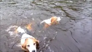 Два дня ОХОТЫ с ГОНЧИМИ!