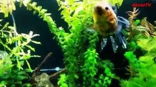 РАСТИТЕЛЬНЫЙ АКВАРИУМ С ЗОЛОТЫМИ РЫБКАМИ :)