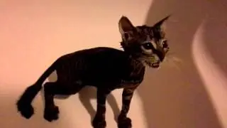 Помыли котенка