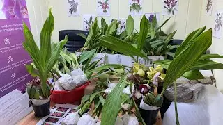 Новая поставка орхидей из Эквадора