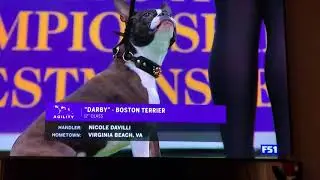 Darby Westminster Masters Agility Championship Finals 2020