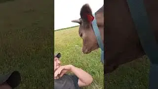 Волга ,очень добрая тёлочка #деревня #животные #белгородскаяобласть #cow #animals #тикток #корова