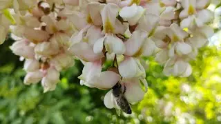 24 мая Подселение отводков, взяток с Акации 🌞🐝👍