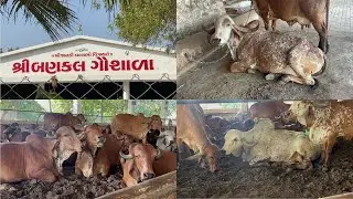 Balkan Gir Gausala Paliyad Part 1