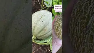 How to Know When to Harvest Cantaloupe #shorts #cantaloupe #harvestingtime #harvestingtips