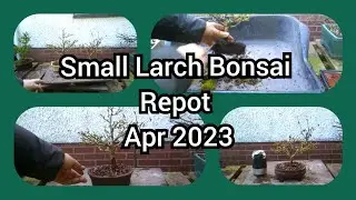 Small Larch Bonsai Repot Apr 2023