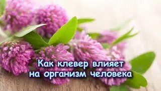 Как КЛЕВЕР влияет на ОРГАНИЗМ ЧЕЛОВЕКА