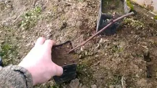 Ежевика, саженец, сорт 