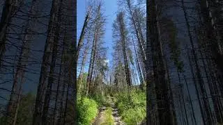 Мертвий ліс