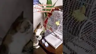 Совместное содержание птицы и кошки. Чика боится