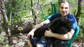 Чау Чау , особенности породы