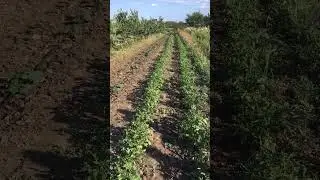 Картофель, ЛЕТНЯЯ ПОСАДКА.