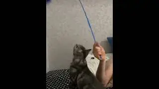 У кота поехала крыша 😱Кот дал-ёбу🤣