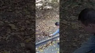 Осенние белки