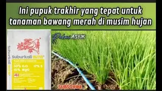 ( part 16 ) pupuk trakhir  tanaman bawang merah umur 31 hari